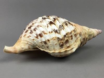 Lot 318 - A COLLECTION OF SHELLS