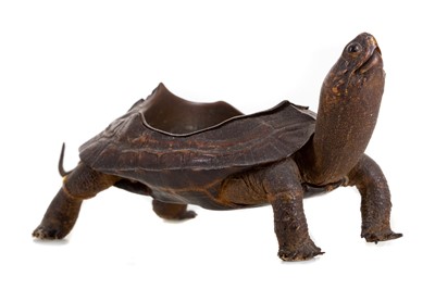 Lot 510 - A LATE 19TH/EARLY 20TH CENTURY TAXIDERMY TORTOISE