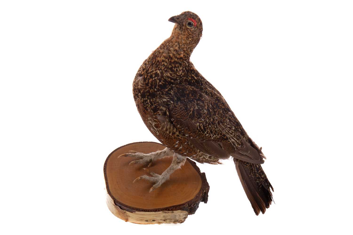 Lot 524 - A TAXIDERMY RED GROUSE