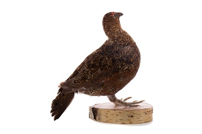 Lot 524 - A TAXIDERMY RED GROUSE