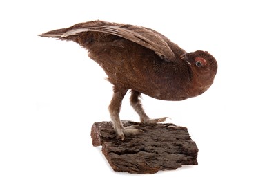 Lot 525 - A TAXIDERMY RED GROUSE