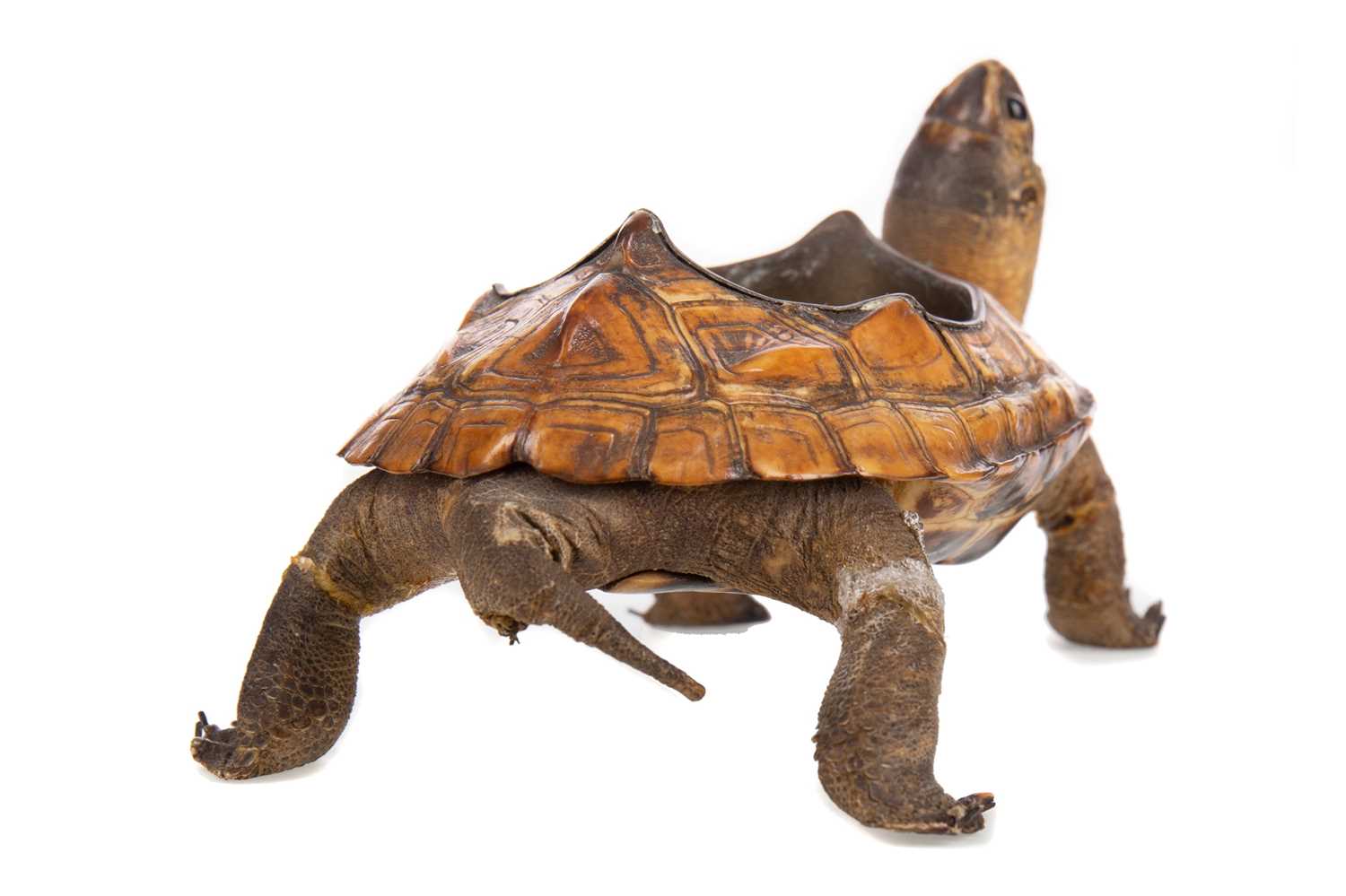 Lot 587 - AN EARLY 20TH CENTURY TORTOISE TAXIDERMY ASHTRAY