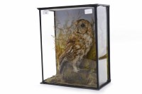 Lot 1060 - LATE VICTORIAN TAXIDERMY MODEL OF A TAWNY OWL...