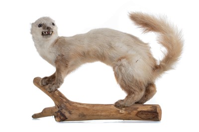 Lot A TAXIDERMY OF A STOAT