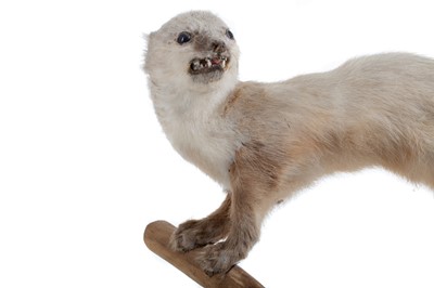 Lot 594 - A TAXIDERMY OF A STOAT