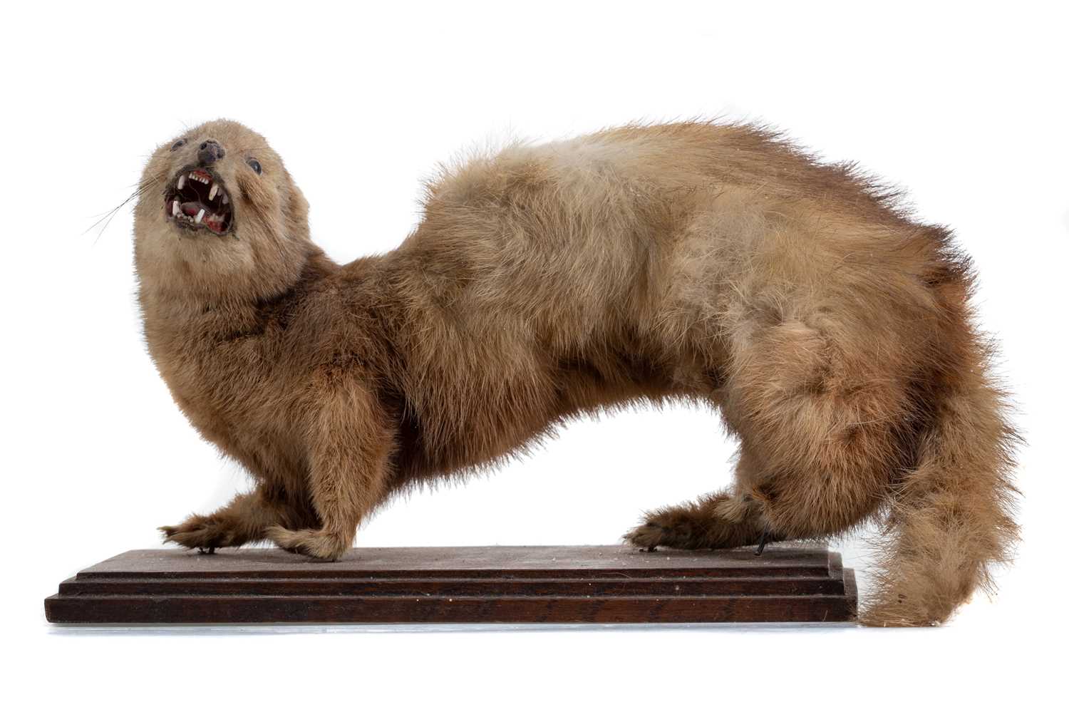 Lot 595 - A TAXIDERMY OF A WEASEL