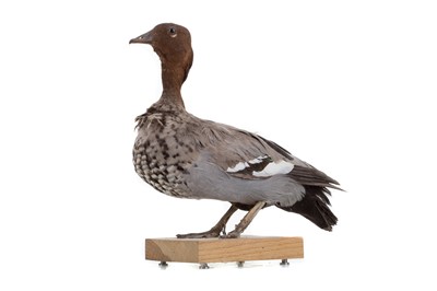 Lot A TAXIDERMY FIGURE OF A DUCK