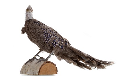 Lot 597 - A TAXIDERMY OF A PEACOCK PHEASANT