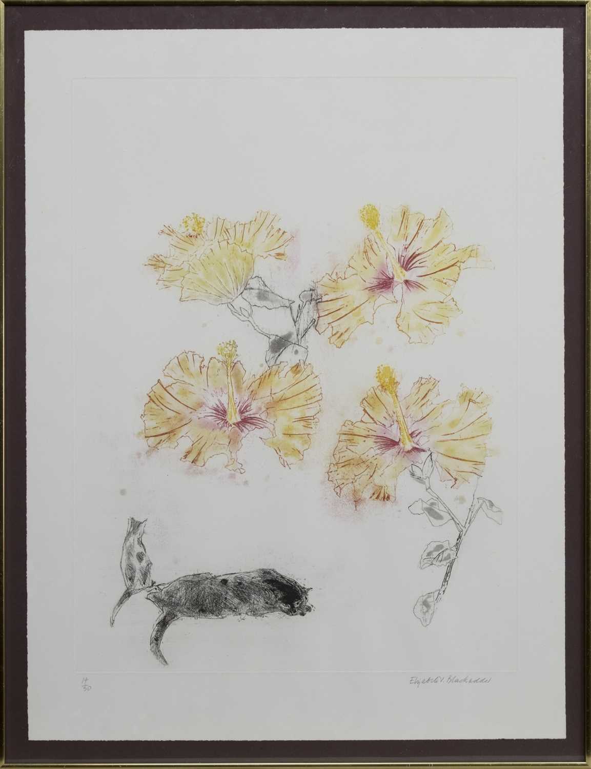 Lot 68 - HIBISCUS AND CATS, AN ETCHING BY ELIZABETH BLACKADDER