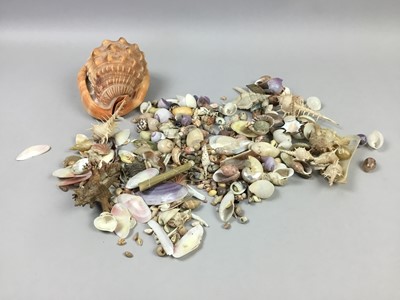 Lot 156 - A COLLECTION OF SEA SHELLS