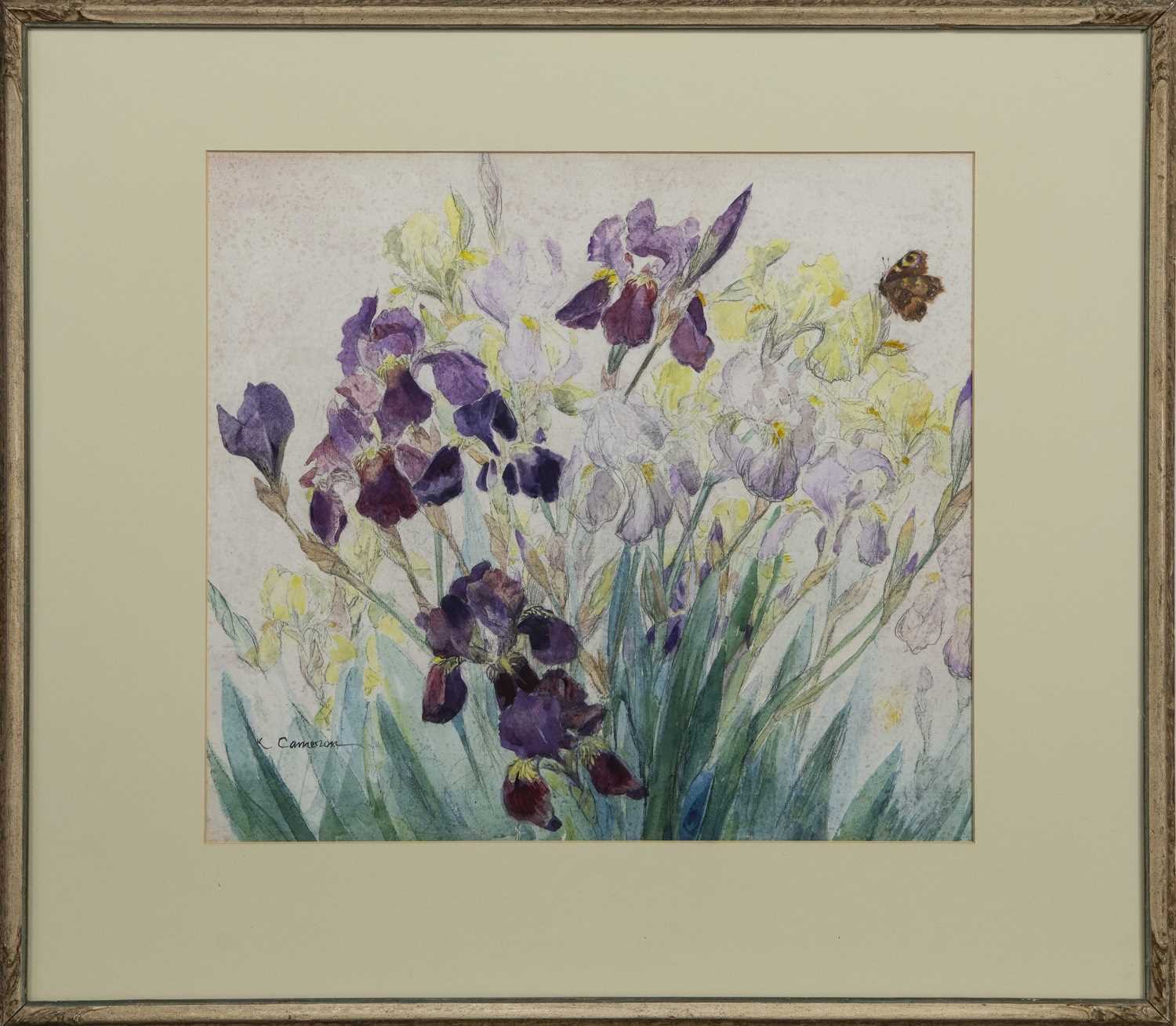 Lot 221 - IRIS AND BUTTERFLY, A WATERCOLOUR BY KATE CAMERON