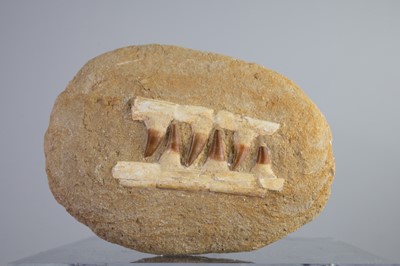 Lot 603 - A FOSSILISED MOSASAUR PARTIAL JAW