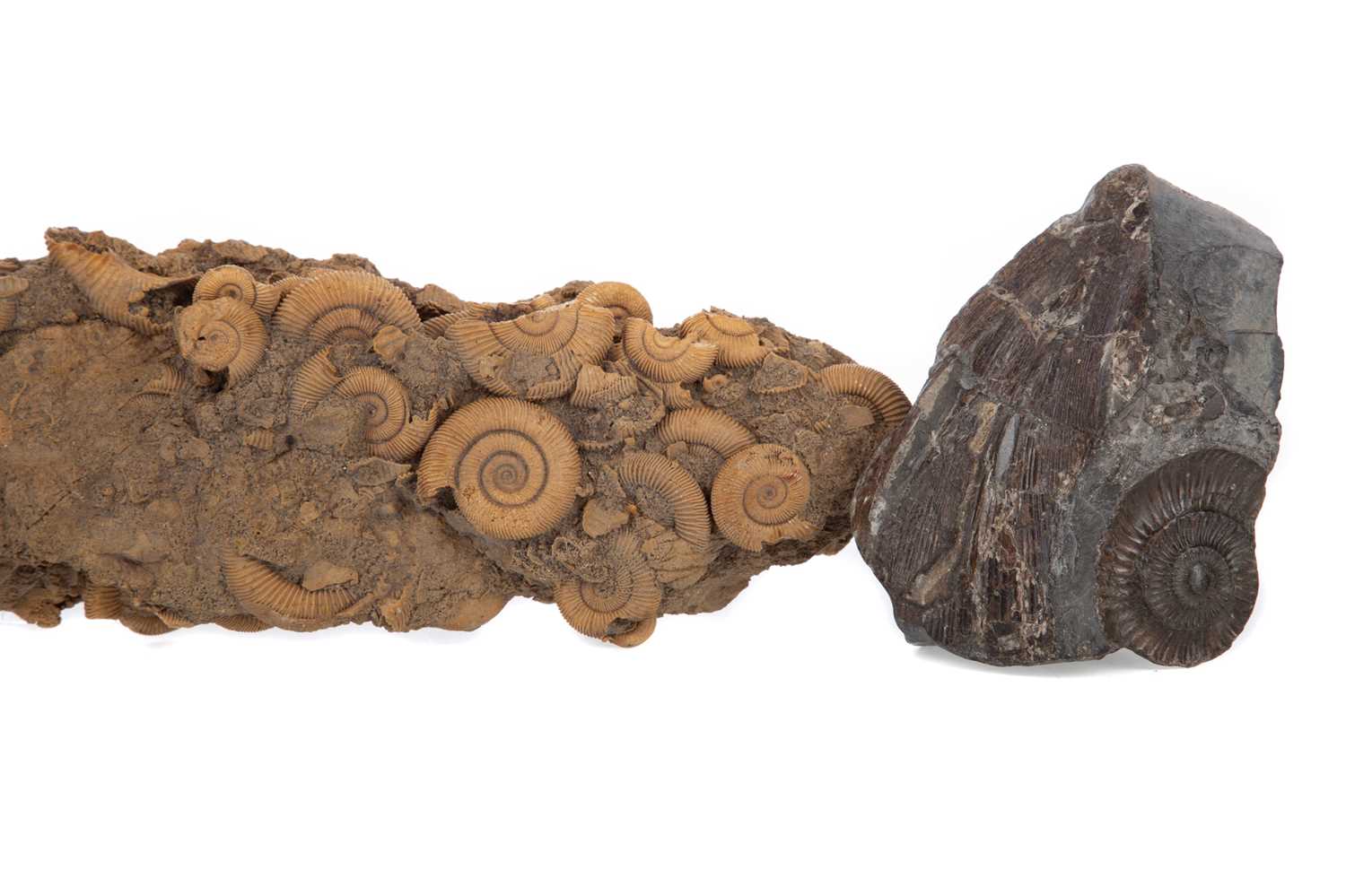 Lot 623 - TWO AMMONITE MORTALITY COLONIES