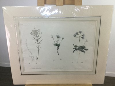 Lot 630 - A SET OF ELEVEN 19TH CENTURY FRENCH BOTANICAL ENGRAVINGS