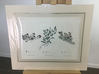 Lot 630 - A SET OF ELEVEN 19TH CENTURY FRENCH BOTANICAL ENGRAVINGS