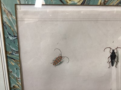 Lot 631 - A STUDY OF CERAMBYX BEETLES BY ANN LEE (1753-1790)
