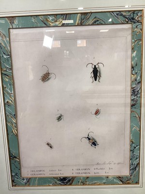Lot 631 - A STUDY OF CERAMBYX BEETLES BY ANN LEE (1753-1790)