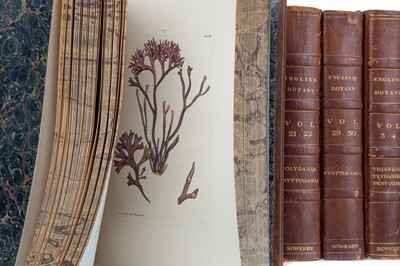 Lot 656 - SOWERBY'S ENGLISH BOTANY IN 19 VOLS.