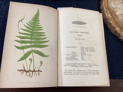 Lot 662 - LOWE'S OUR NATIVE FERNS