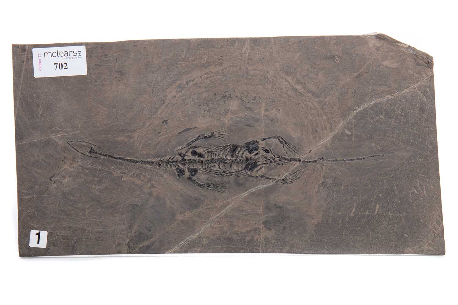 Lot 56 - A FOSSILISED KEICHOUSAUR SKELETON