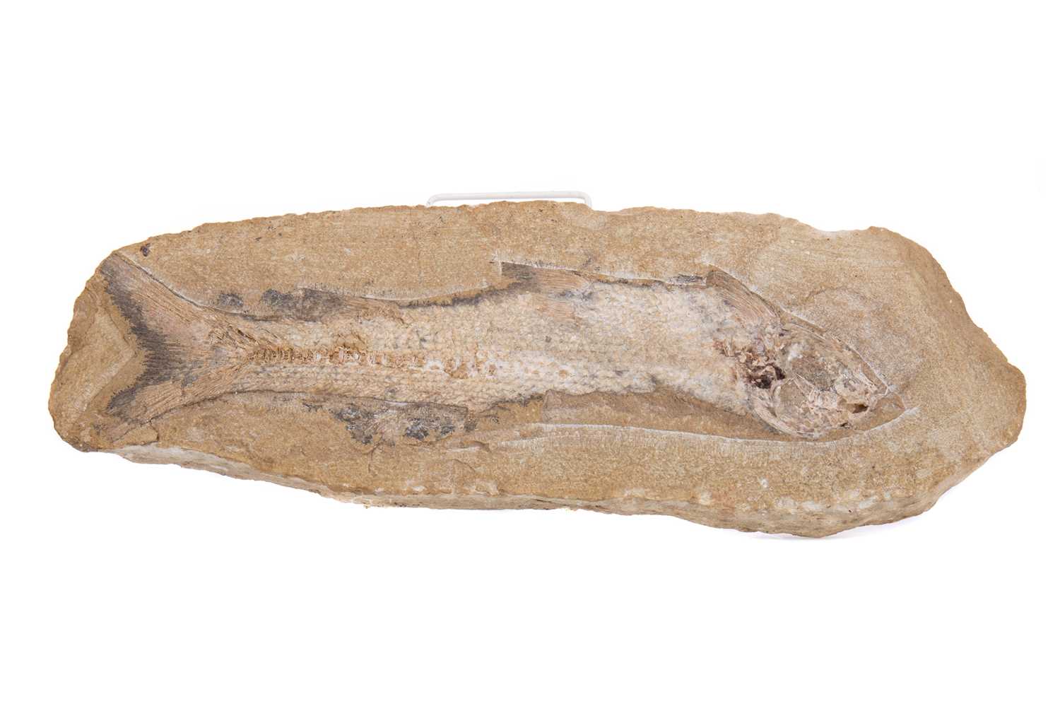 Lot 704 - A LARGE AND RARE SCOTTISH FISH FOSSIL