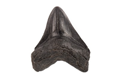 Lot A FOSSILISED MEGALODON SHARK'S TOOTH