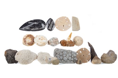 Lot 713 - A COLLECTION OF PREDOMINANTLY MARINE LIFE FOSSILS