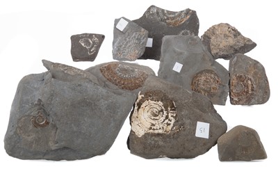 Lot 52 - A COLLECTION OF FOSSILISED AMMONITE SPECIMENS