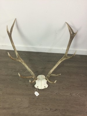 Lot 346 - TWO SETS OF STAG ANTLERS