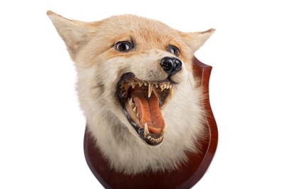 Lot 724 - A TAXIDERMY STUDY OF A FOX, ALONG WITH ANTLERS