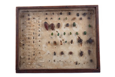 Lot 726 - A TAXIDERMY DISPLAY OF MOUNTED BEETLES