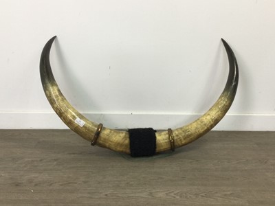 Lot 76 - A WALL MOUNTING PAIR OF COW HORNS