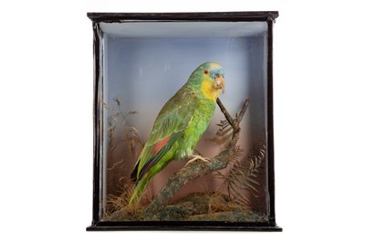 Lot 729 - A TAXIDERMY TURQUOISE-FRONTED AMAZON