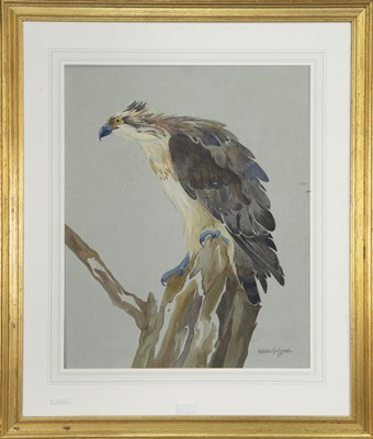 Lot 406 - OSPREY, A WATERCOLOUR BY RALSTON GUDGEON