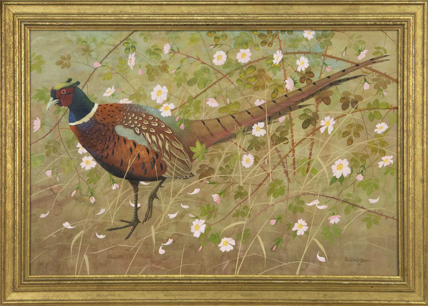 Lot 407 - PHEASANT, A WATERCOLOUR BY RALSTON GUDGEON