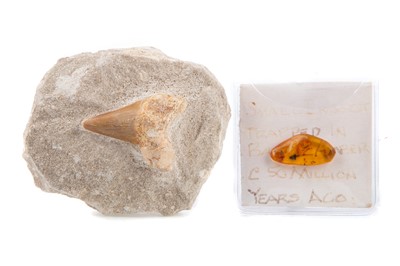 Lot 723 - A FOSSILISED OTODUS OBLIQUOS SHARK'S TOOTH, ALONG WITH AN AMBER SPECIMEN