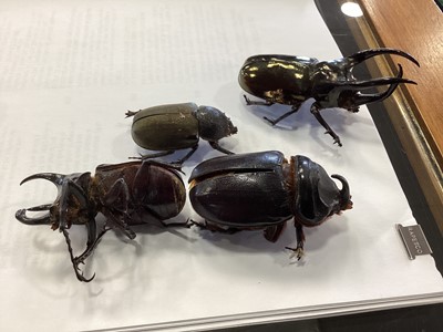 Lot 746 - SMALL COLLECTION OF INSECT AND OTHER SPECIMENS