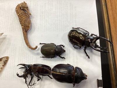 Lot 746 - SMALL COLLECTION OF INSECT AND OTHER SPECIMENS