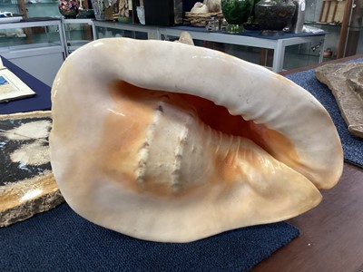 Lot 747 - A LARGE CONCH SHELL