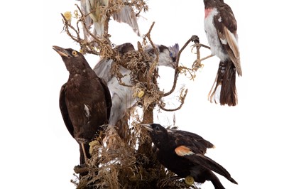 Lot 751 - A VICTORIAN ORNITHOLOGICAL TAXIDERMY DISPLAY