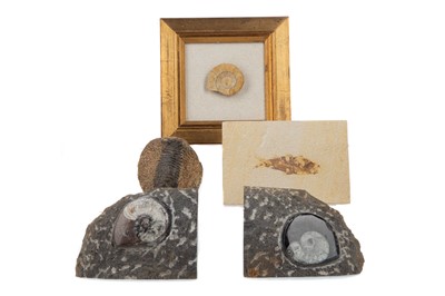 Lot 754 - A GROUP OF FOSSILS