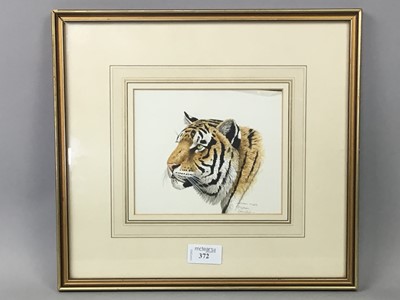 Lot 372 - A SMALL WATERCOLOUR - HEAD OF A TIGER BY STEPHEN GAYFORD