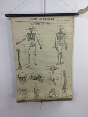 Lot 757 - 'ANATOMY AND PHYSIOLOGY' MEDICAL ROLLER CHART