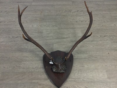 Lot 296 - A SET OF DEER ANTLERS