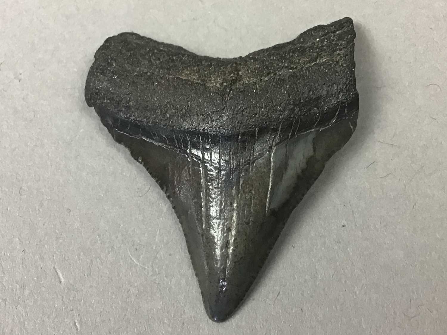 Lot 397 - A FOSSILISED SHARK'S TOOTH