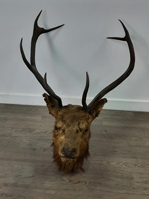 Lot 777 - AN EARLY 20TH CENTURY TAXIDERMY STAG HEAD