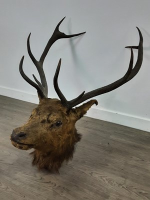 Lot 777 - AN EARLY 20TH CENTURY TAXIDERMY STAG HEAD