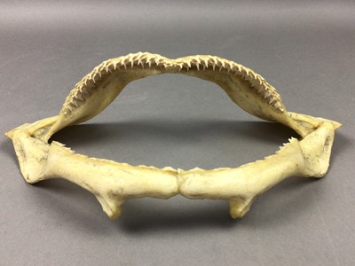 Lot 525 - A SHARK'S JAW BONE