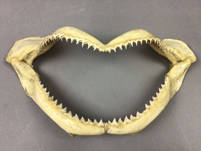 Lot 525 - A SHARK'S JAW BONE