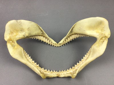 Lot 525 - A SHARK'S JAW BONE